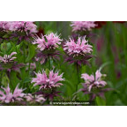 MONARDA 'Beauty of Cobham' MONARDA 'Beauty of Cobham'