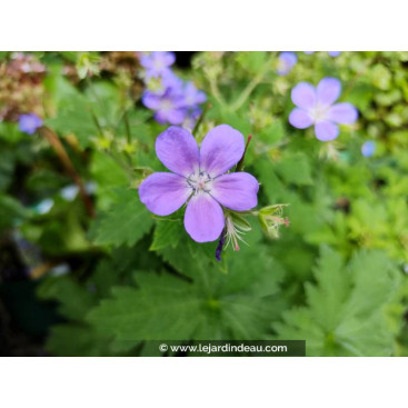 GERANIUM sylvaticum \'Mayflower\'