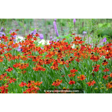 HELENIUM \'Moerheim Beauty\'