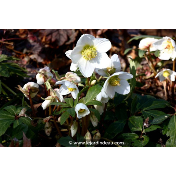 HELLEBORUS niger