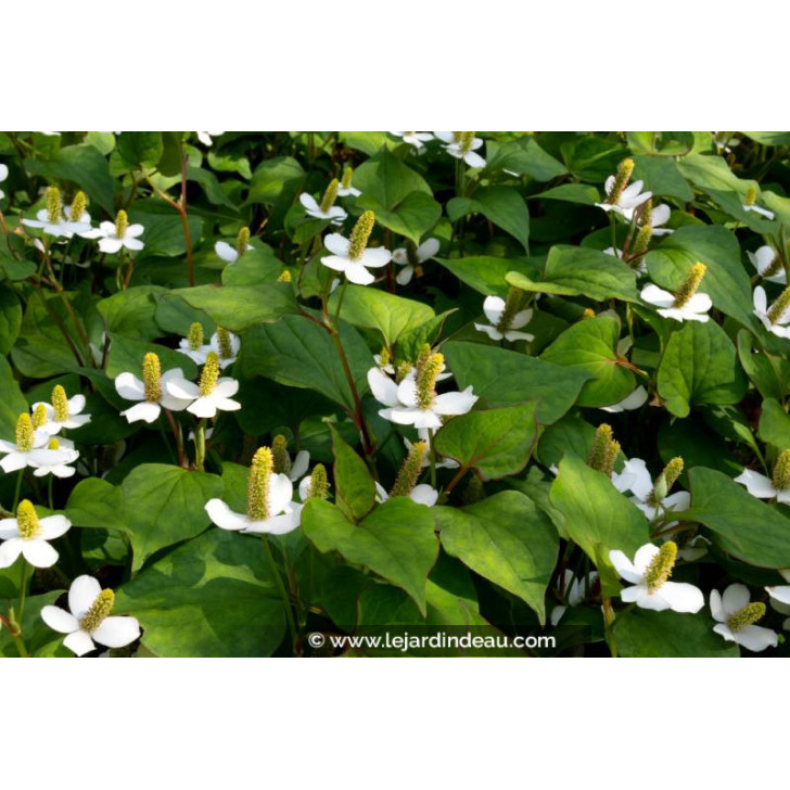 HOUTTUYNIA cordata