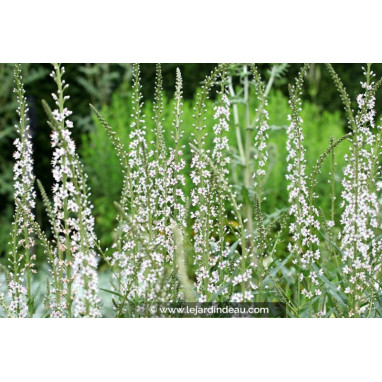 LYSIMACHIA ephemerum