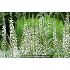 LYSIMACHIA ephemerum