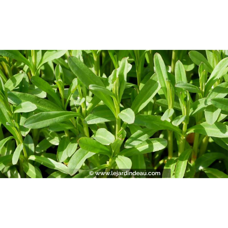 LYSIMACHIA ephemerum - Printemps