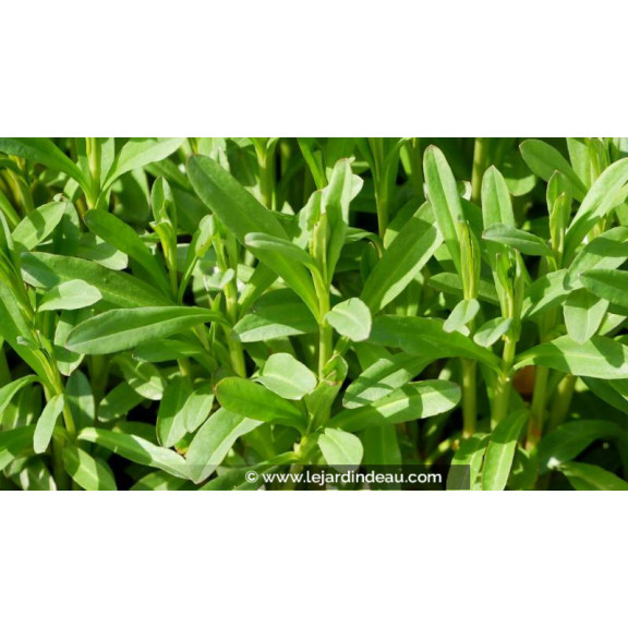 LYSIMACHIA ephemerum - Printemps