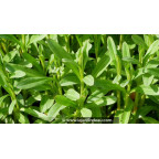 LYSIMACHIA ephemerum - Printemps