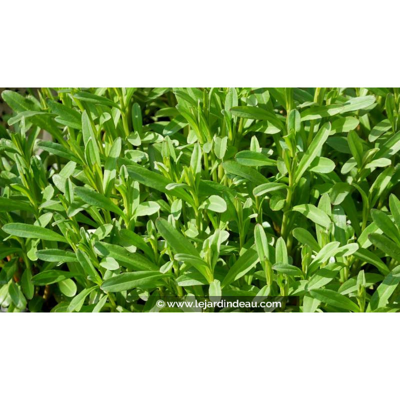 LYSIMACHIA ephemerum - Printemps