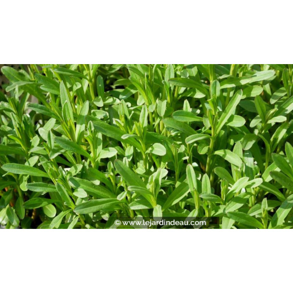 LYSIMACHIA ephemerum - Printemps