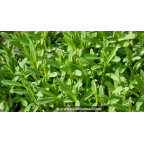 LYSIMACHIA ephemerum - Printemps