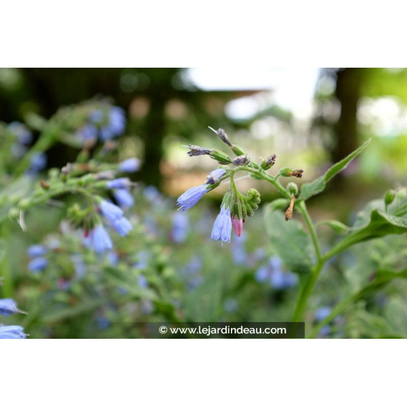 SYMPHYTUM azureum