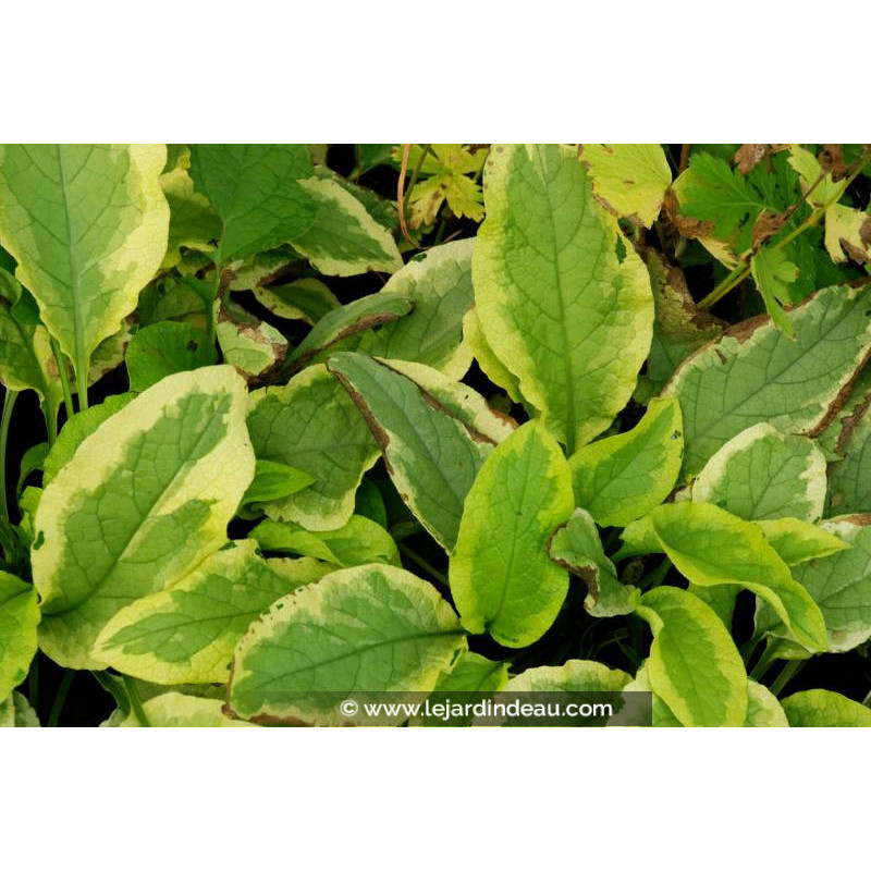 SYMPHYTUM 'Goldsmith' SYMPHYTUM 'Goldsmith'