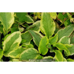 SYMPHYTUM 'Goldsmith' SYMPHYTUM 'Goldsmith'