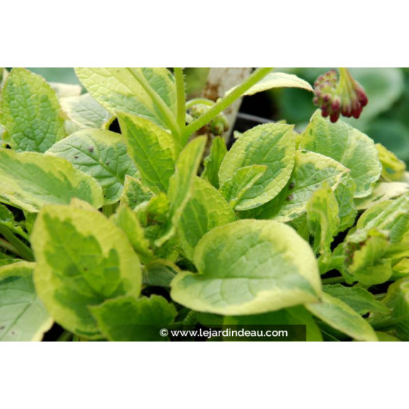 SYMPHYTUM 'Goldsmith'