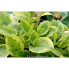 SYMPHYTUM 'Goldsmith' SYMPHYTUM 'Goldsmith'