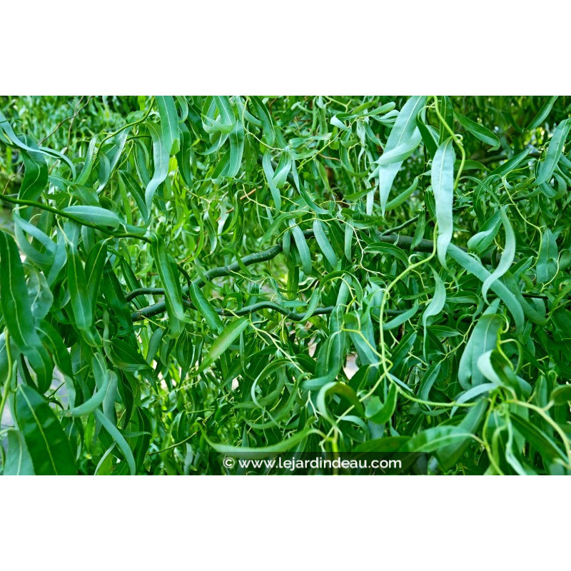 SALIX matsudana 'Tortuosa' ou Saule de Pékin tortueux - Le Jardin d'eau SALIX matsudana 'Tortuosa' ou Saule de Pékin tortueux - Le Jardin d'eau