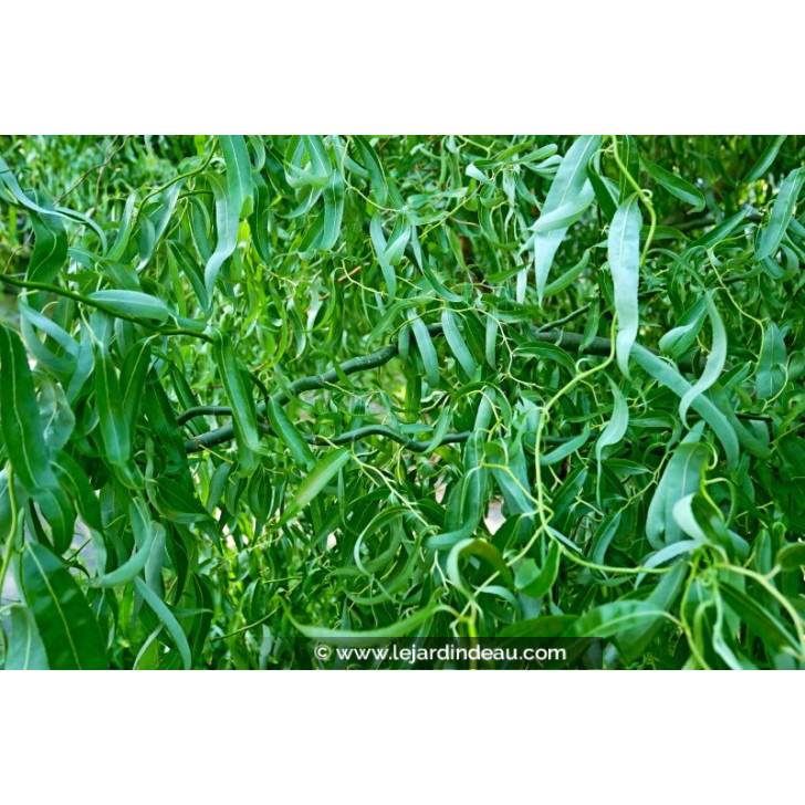 SALIX matsudana 'Tortuosa' ou Saule de P&eacute;kin tortueux - Le Jardin d'eau