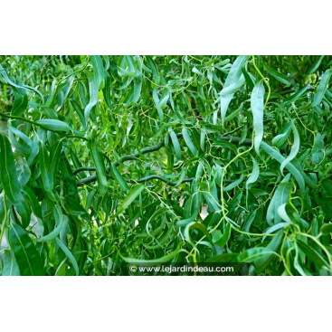 SALIX matsudana \'Tortuosa\'