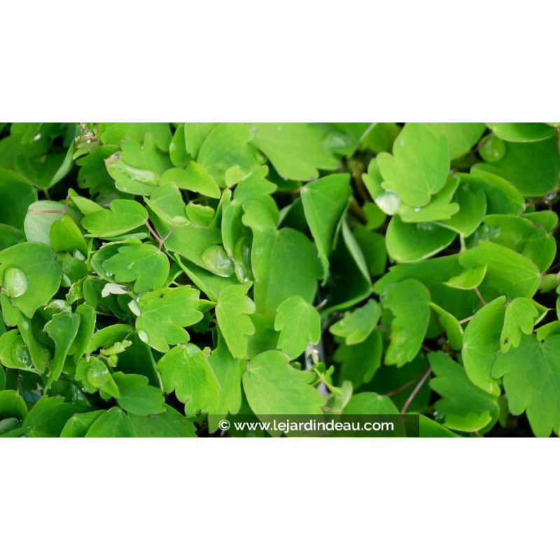 THALICTRUM kiusianum