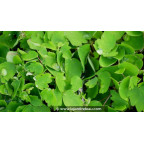 THALICTRUM kiusianum