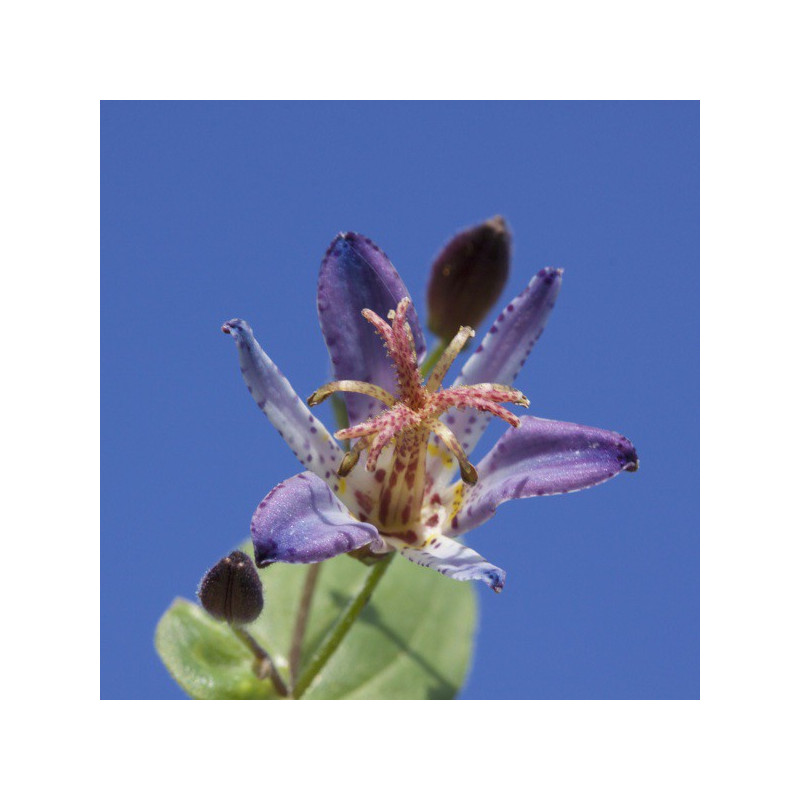 TRICYRTIS 'Hototogisu'