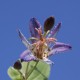 TRICYRTIS 'Hototogisu'