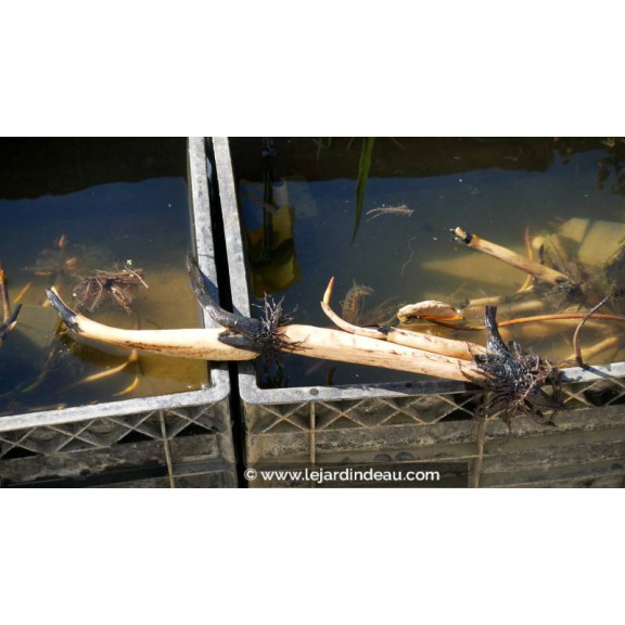 conditionn&eacute; en rhizome - disponible &agrave; la vente et exp&eacute;diable uniquement du 15 avril au 15 mai