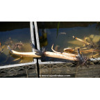 conditionn&eacute; en rhizome - disponible &agrave; la vente et exp&eacute;diable uniquement du 15 avril au 15 mai