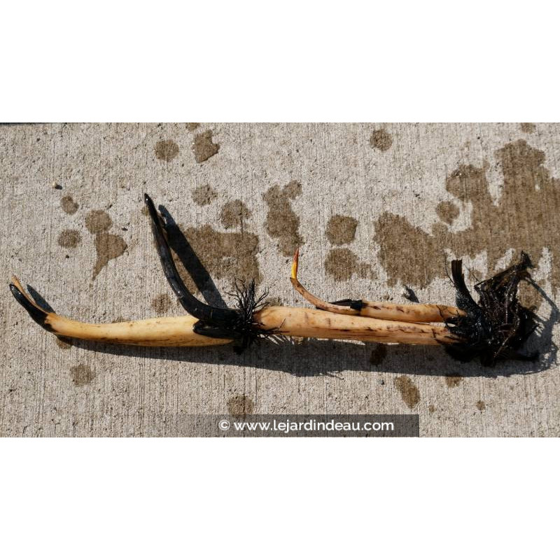 conditionn&eacute; en rhizome - disponible &agrave; la vente et exp&eacute;diable uniquement du 15 avril au 15 mai