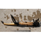 conditionn&eacute; en rhizome, disponible &agrave; la vente et exp&eacute;diable uniquement du 15 avril au 15 mai