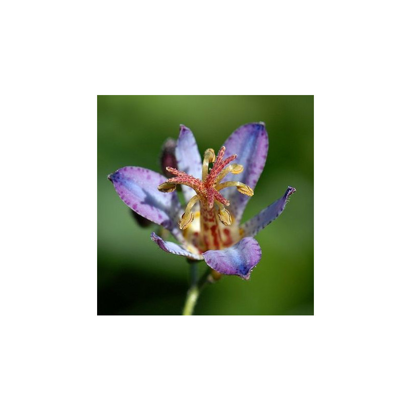 TRICYRTIS 'Hototogisu'