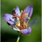TRICYRTIS 'Hototogisu'
