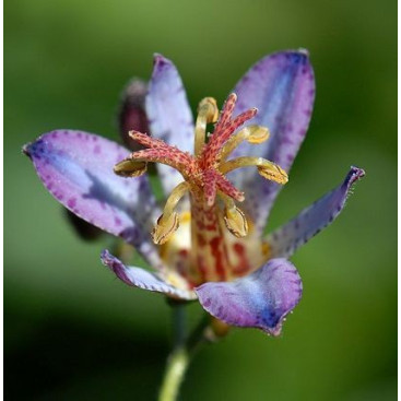 TRICYRTIS \'Hototogisu\'