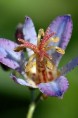 TRICYRTIS 'Hototogisu'