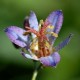 TRICYRTIS 'Hototogisu'