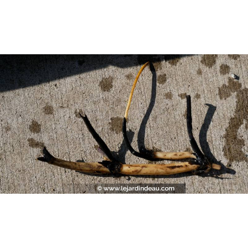 conditionn&eacute; en rhizome, disponible &agrave; la vente et exp&eacute;diable uniquement du 15 avril au 15 mai