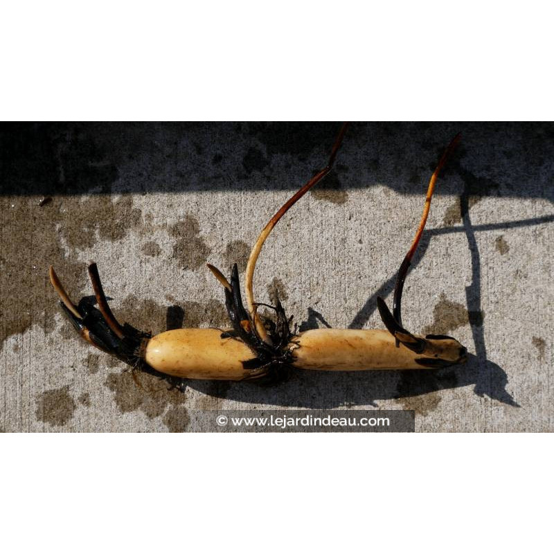 conditionn&eacute; en rhizome - disponible &agrave; la vente et exp&eacute;diable uniquement du 15 avril au 15 mai