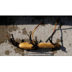 conditionn&eacute; en rhizome - disponible &agrave; la vente et exp&eacute;diable uniquement du 15 avril au 15 mai