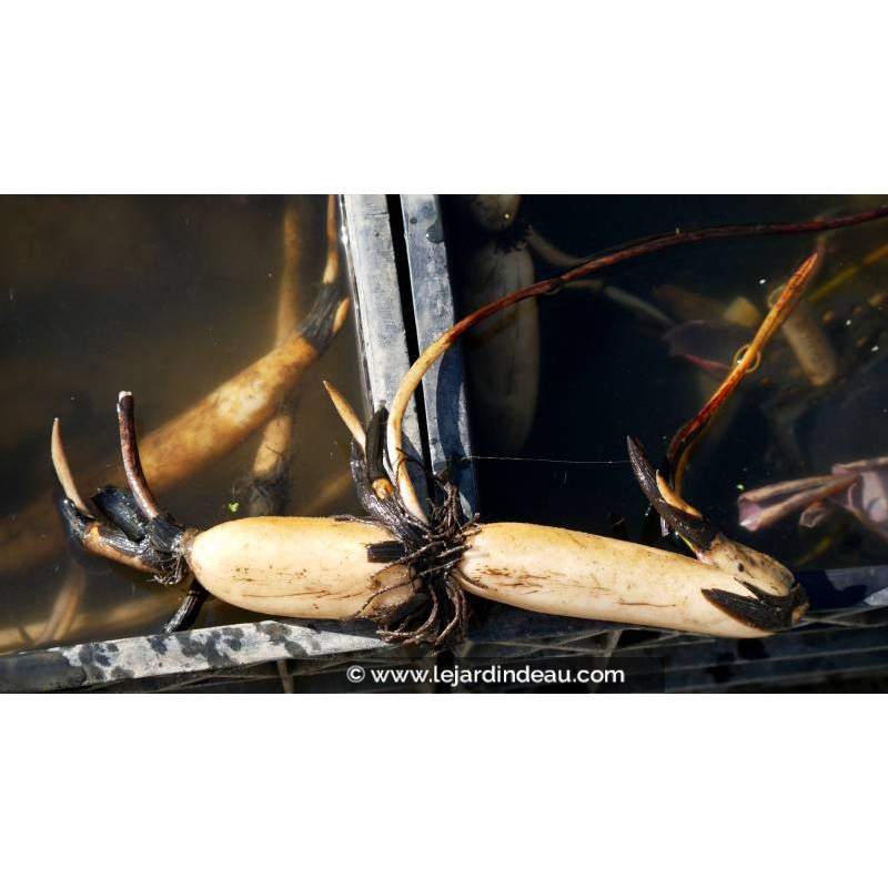 conditionn&eacute; en rhizome - disponible &agrave; la vente et exp&eacute;diable uniquement du 15 avril au 15 mai