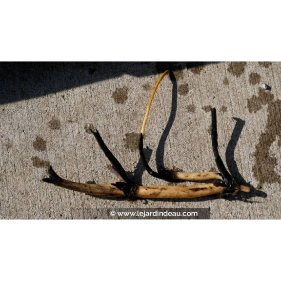 conditionn&eacute; en rhizome - disponible &agrave; la vente et exp&eacute;diable uniquement du 15 avril au 15 mai