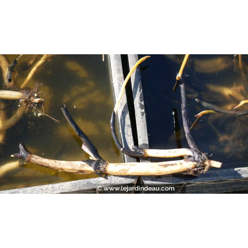 conditionn&eacute; en rhizome - disponible &agrave; la vente et exp&eacute;diable uniquement du 15 avril au 15 mai