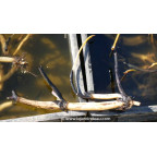 conditionn&eacute; en rhizome - disponible &agrave; la vente et exp&eacute;diable uniquement du 15 avril au 15 mai