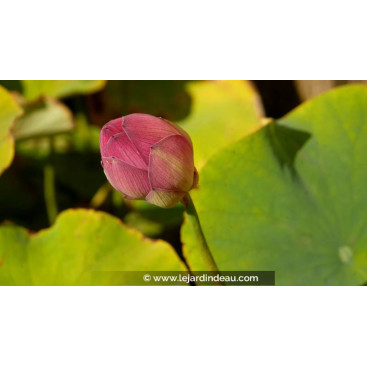 NELUMBO \'Yonsil\'