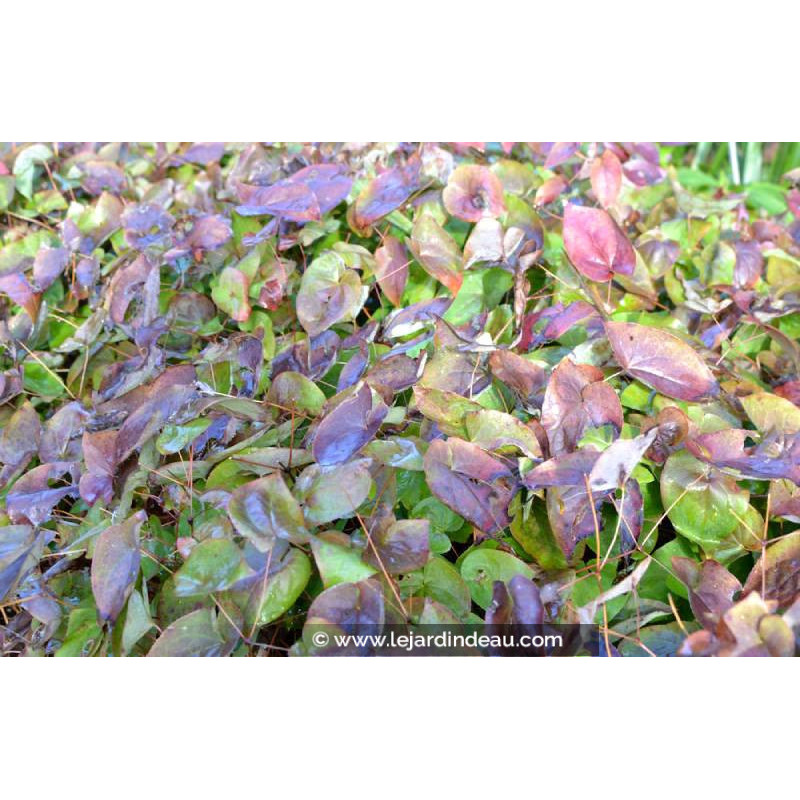 EPIMEDIUM x versicolor 'Sulphureum' EPIMEDIUM x versicolor 'Sulphureum'