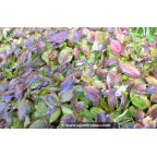 EPIMEDIUM x versicolor 'Sulphureum' EPIMEDIUM x versicolor 'Sulphureum'