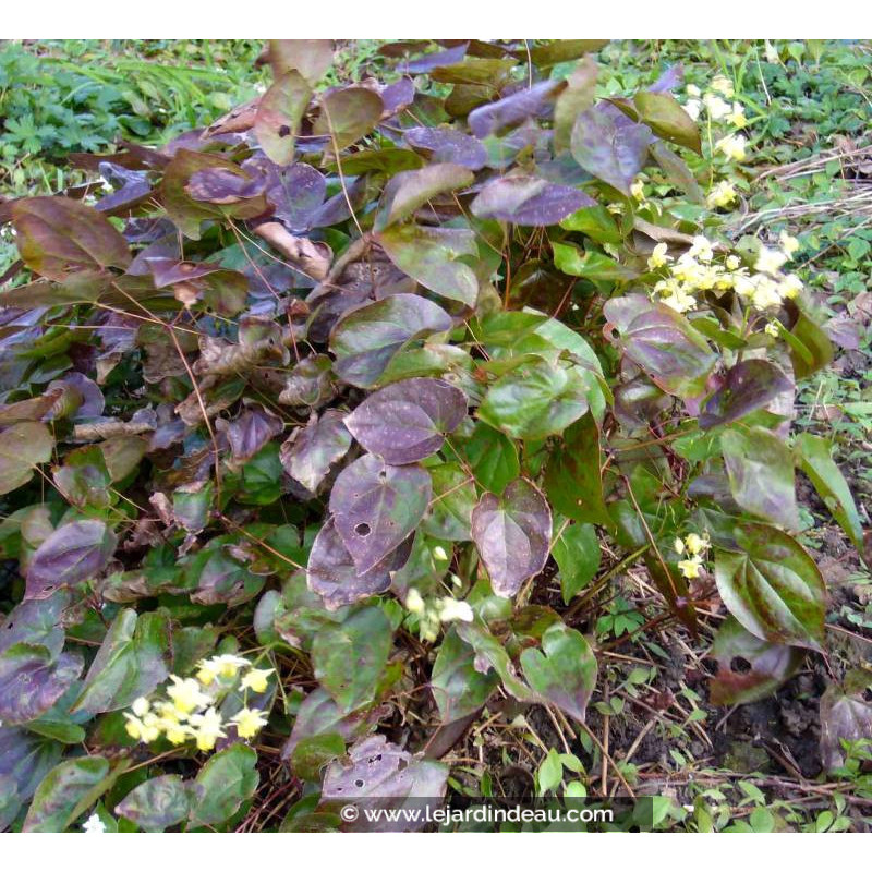 EPIMEDIUM x versicolor 'Sulphureum' EPIMEDIUM x versicolor 'Sulphureum'