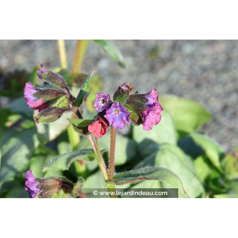 PULMONARIA 'Majest&eacute;'