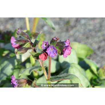 PULMONARIA \'Majest&eacute;\'