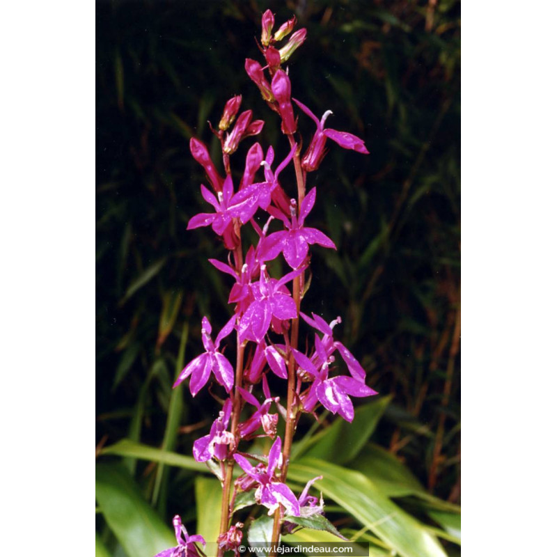 LOBELIA x speciosa 'Tania'
