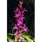 LOBELIA x speciosa 'Tania'