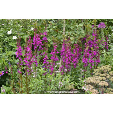 LOBELIA x speciosa \'Tania\'
